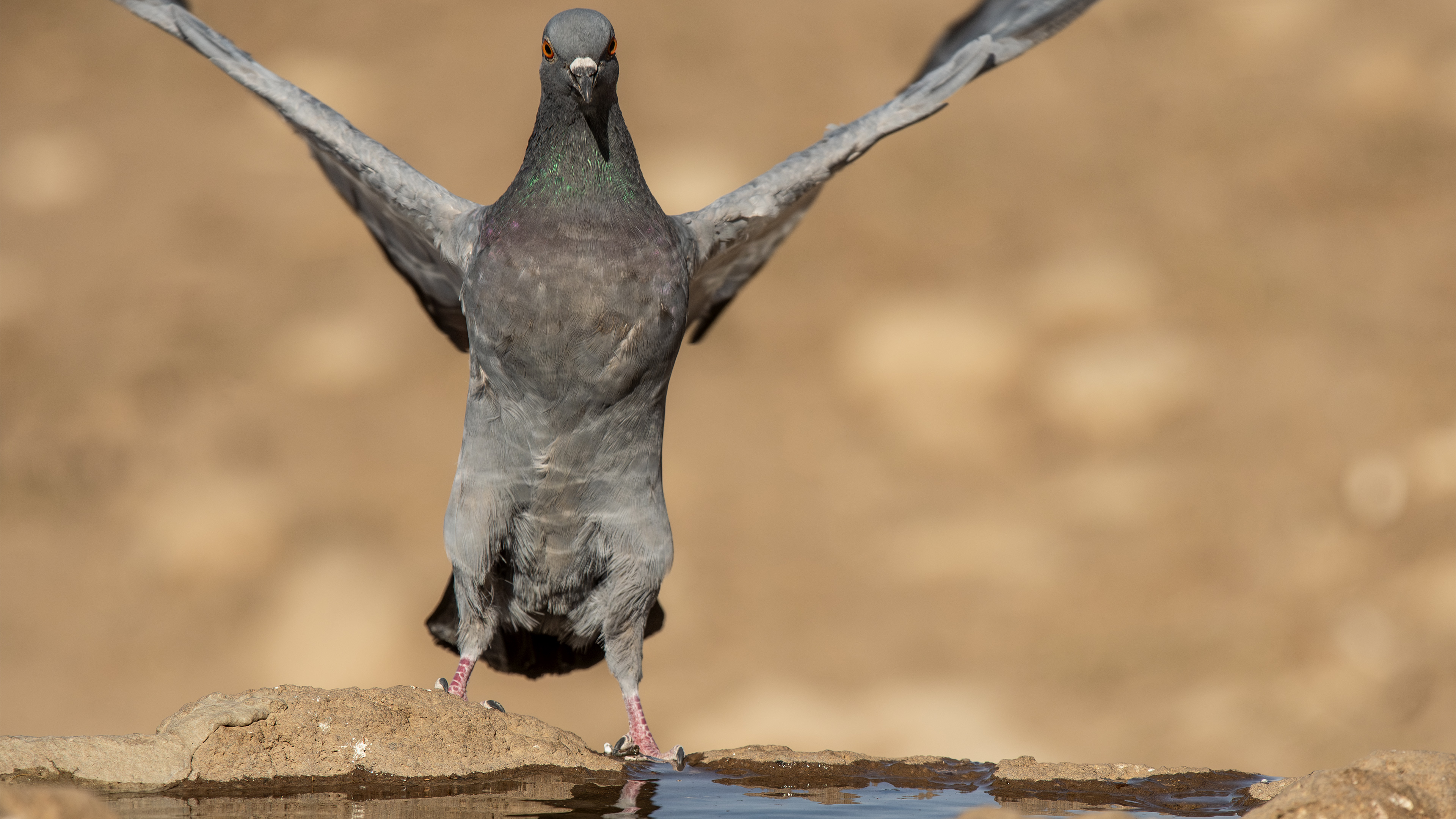 Rock Pigeon